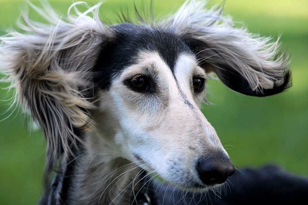 cane Saluki