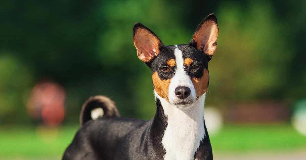 10 razze di cani silenziose e tranquille, le più calme