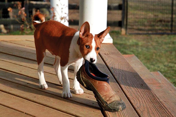 cane che ruba una scarpa