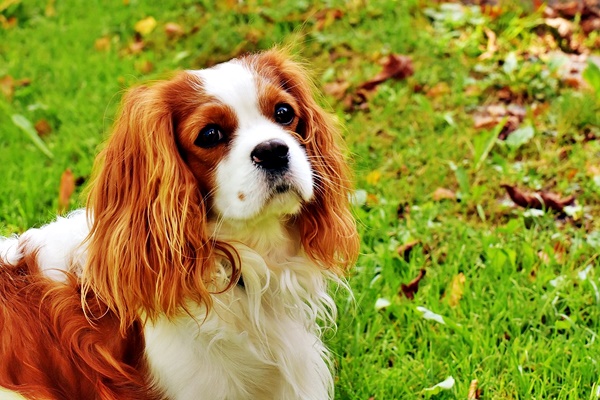 cavalier king charles spaniel