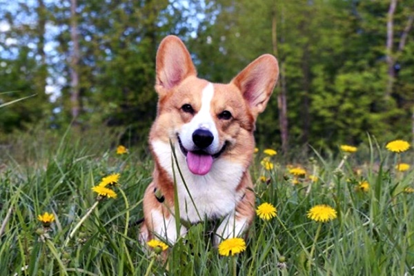 corgi che sorride