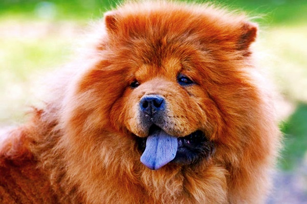 cane di razza chow chow