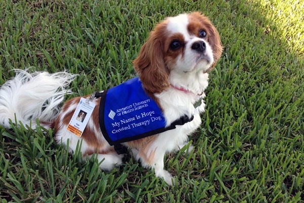 Cavalier King Charles Spaniel cane 