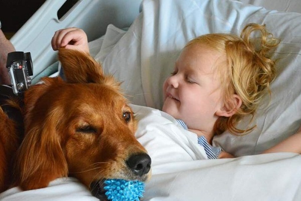 cane in corsia di ospedale