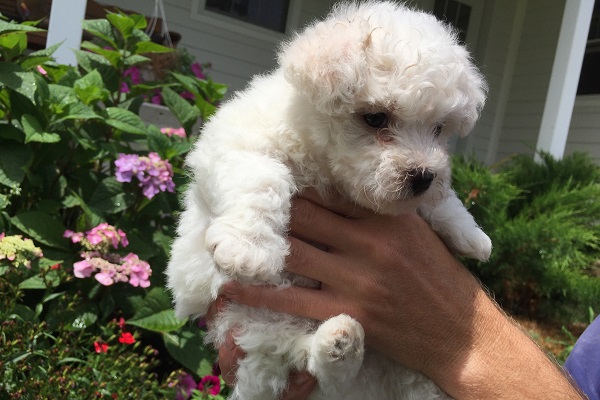 Bichon frise cane 