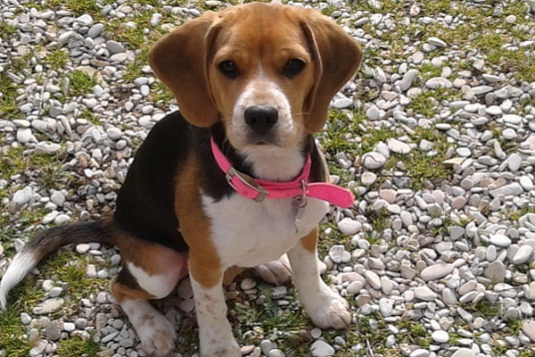 cane beagle