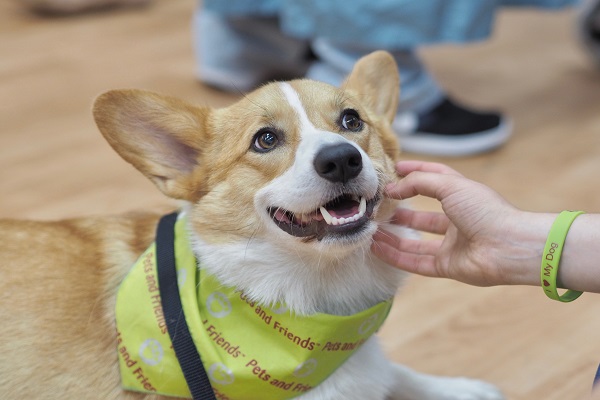 cane corgi fa pet therapy