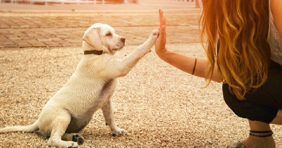 Come rendere felice un cucciolo di cane, velocemente