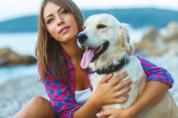 cane labrador