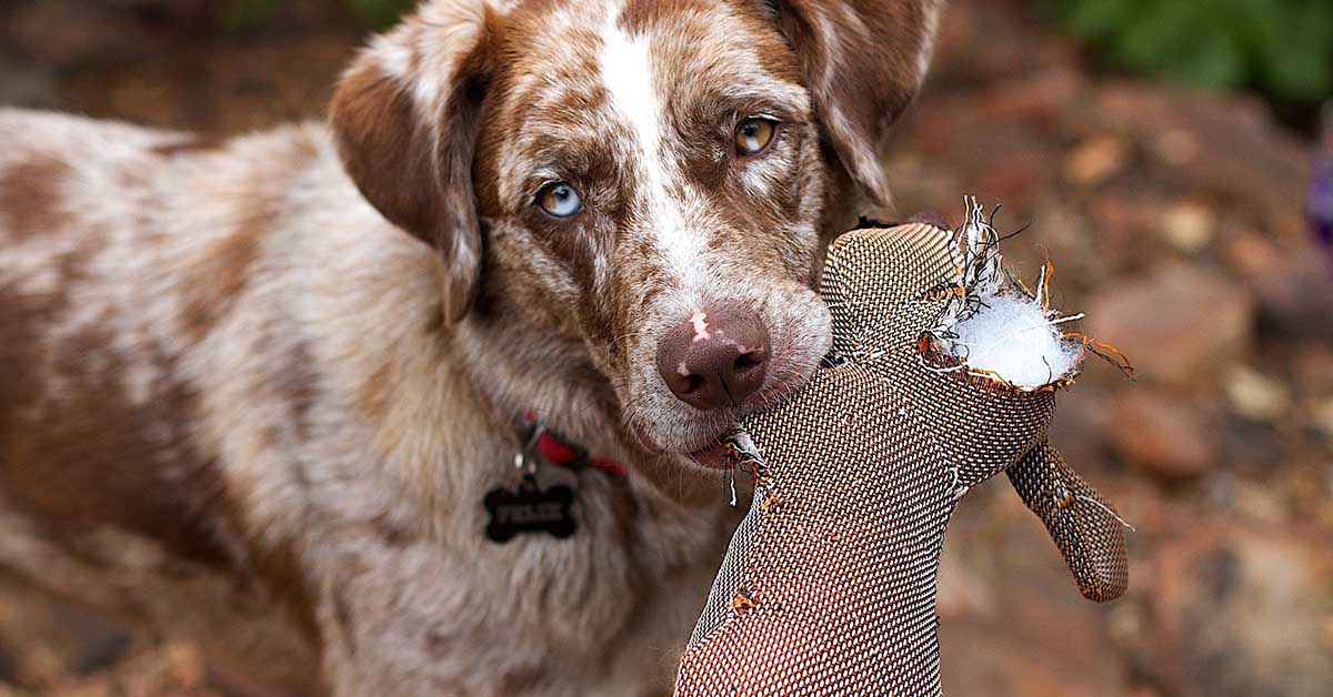 Perché il cane anziano ha paura del cucciolo?