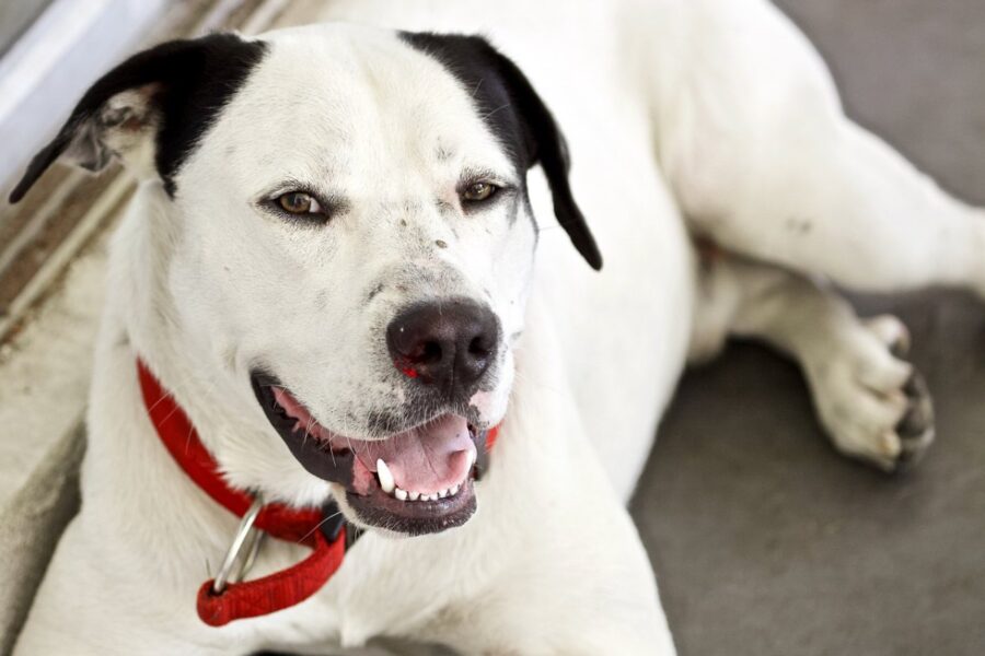 cane bianco con le orecchie nere