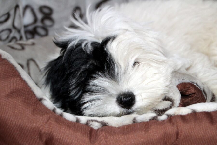 cagnolino che dorme