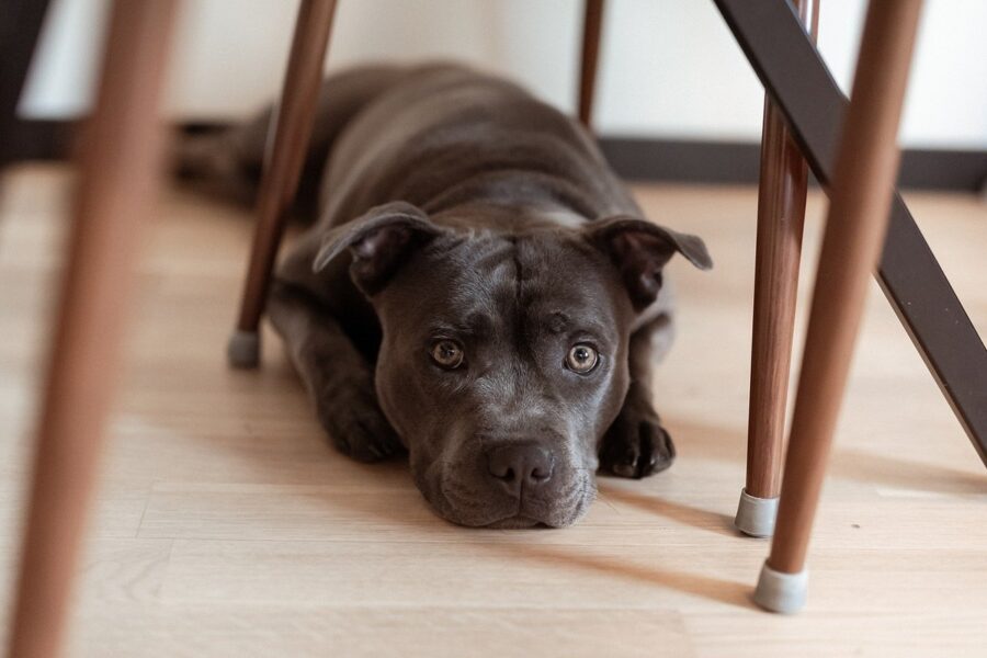 cane sotto il tavolo