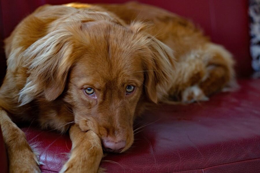 cane sul divano