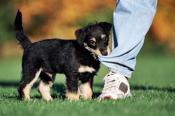 cucciolo morde il pantalone