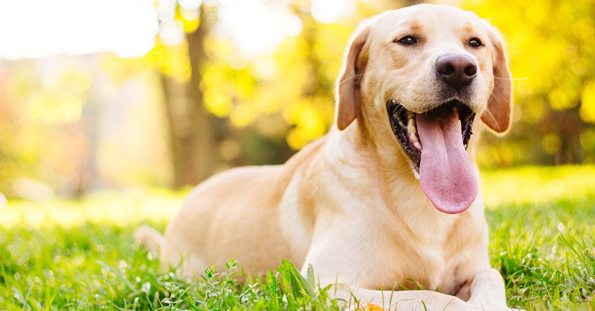 Ritmo circadiano del cane: come si svolge la giornata di Fido