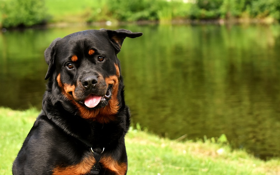 Cani sui 40 kg: quali sono?