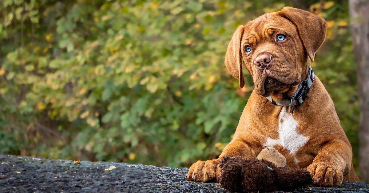 Qual è l’età giusta per addestrare il cane?