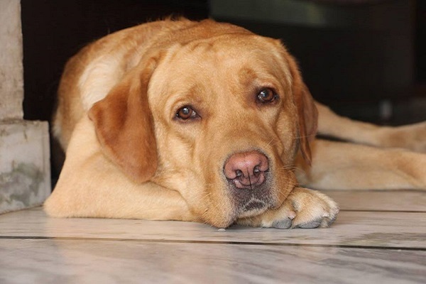 cane a cuccia in un angolo