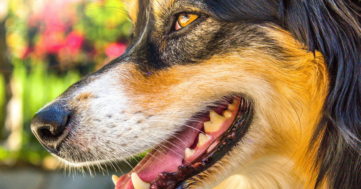 Segni di infezioni del dente del cane: come individuarli subito