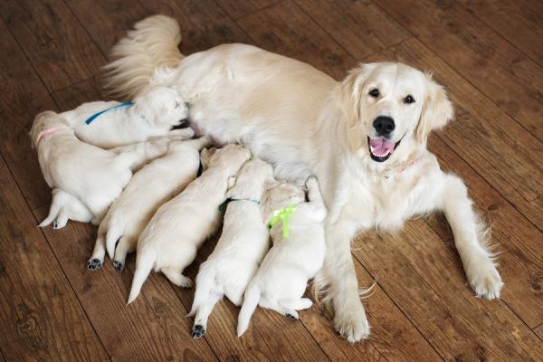 mamma allatta cuccioli di cane