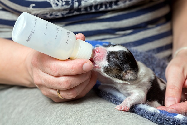 cucciolo di cane prende latte da biberon