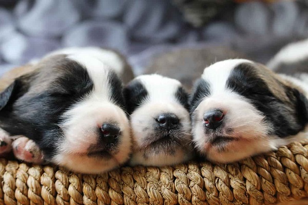 cuccioli di cane che dormono