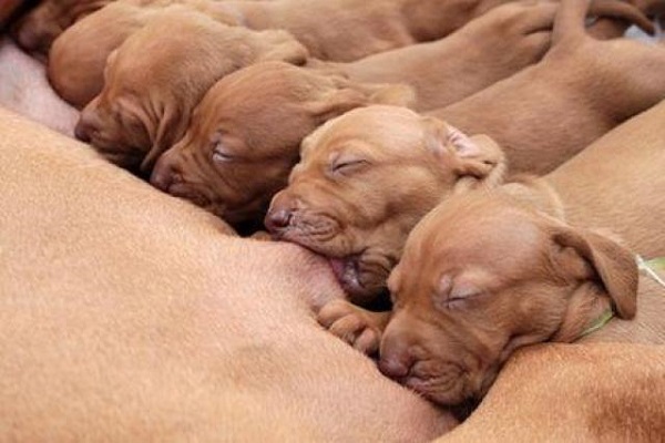 cuccioli di cane che mangiano