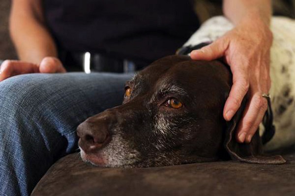 cane su divano che viene confortato