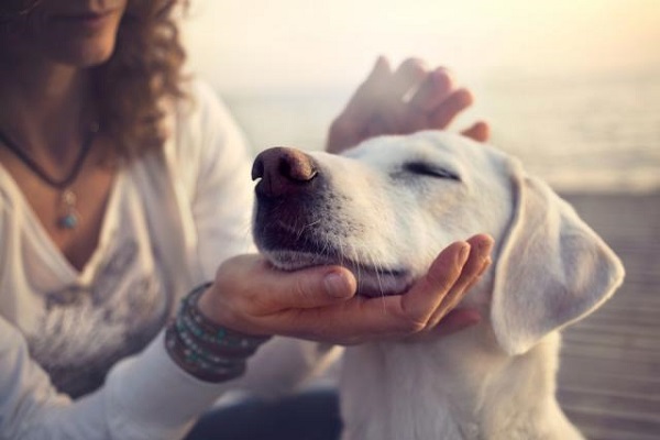 carezza al cane