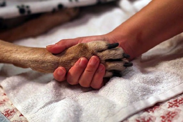 zampa di cane e mano umana