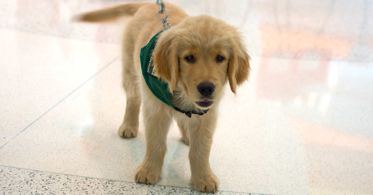 Cucciolo di cane, come sceglierne uno perfettamente in salute