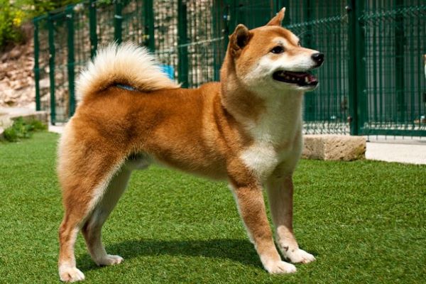 shiba inu 