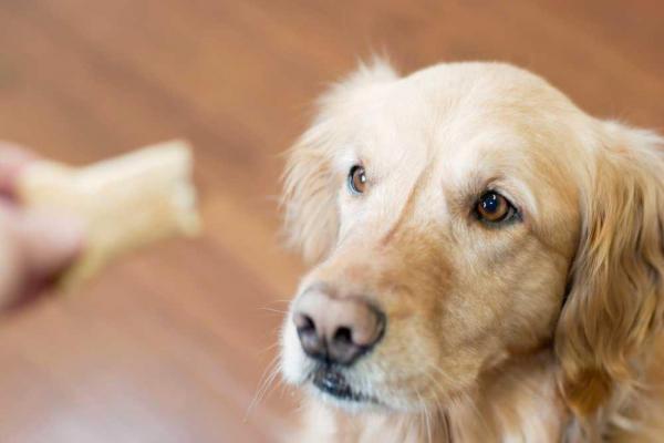 cane che guarda