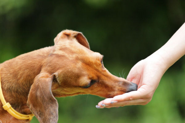 cane che guarda