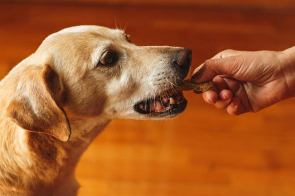 cane che mangia