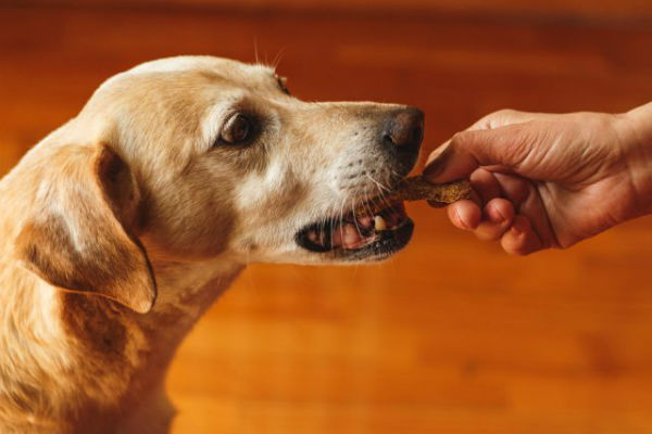 cane che mangia