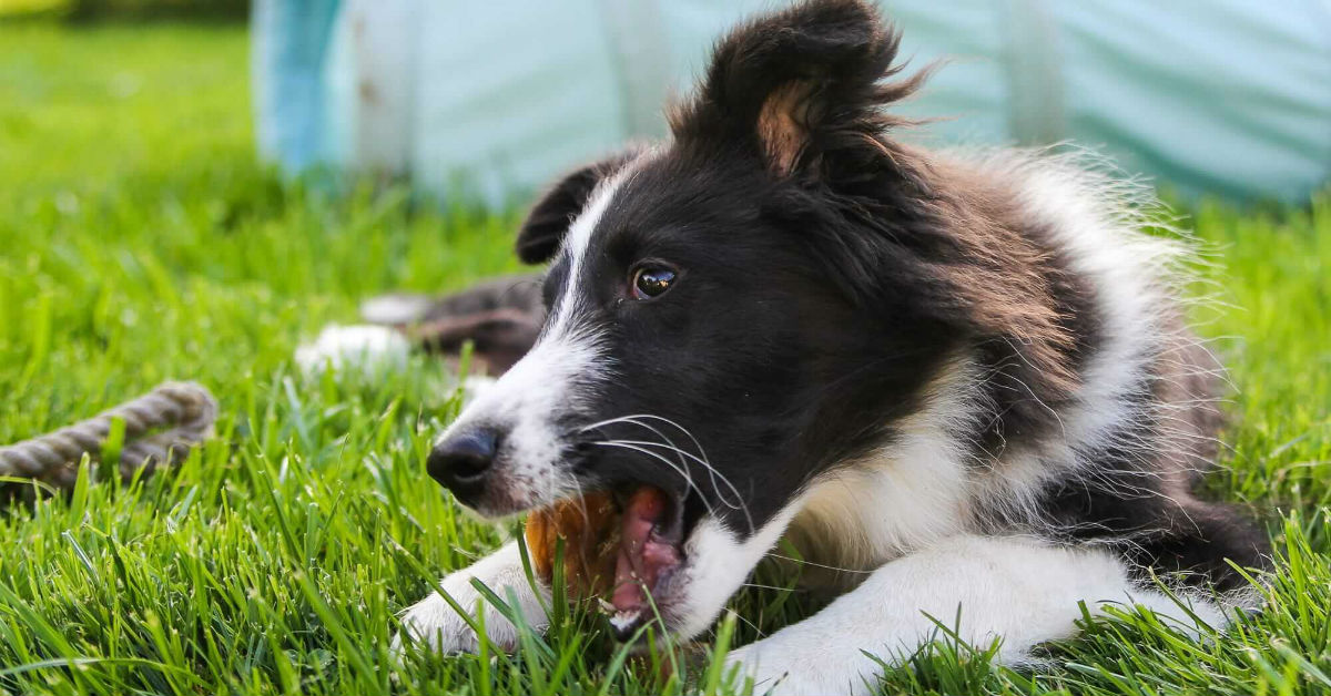 Snack d’arachidi e muesli per cani, la ricetta golosa e croccante