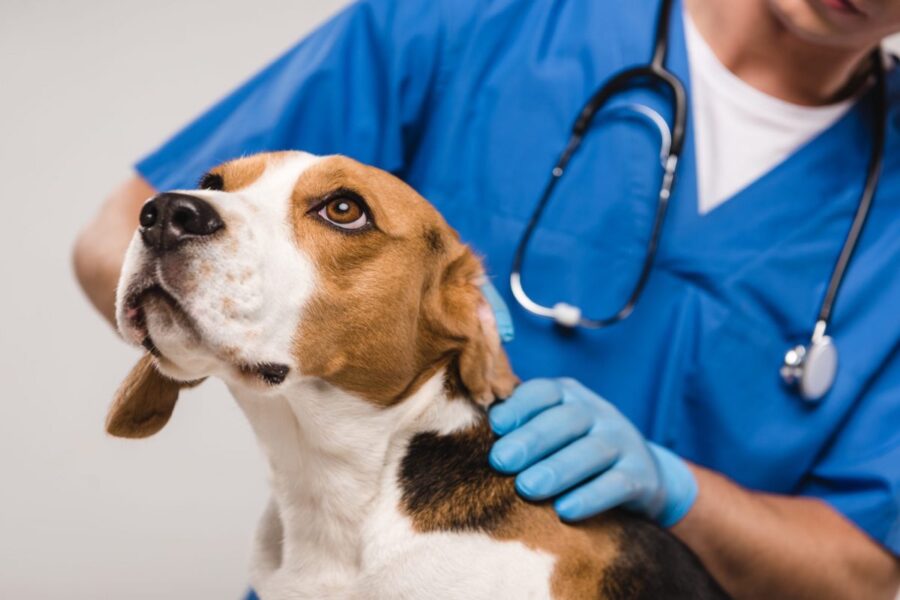 cane dal veterinario