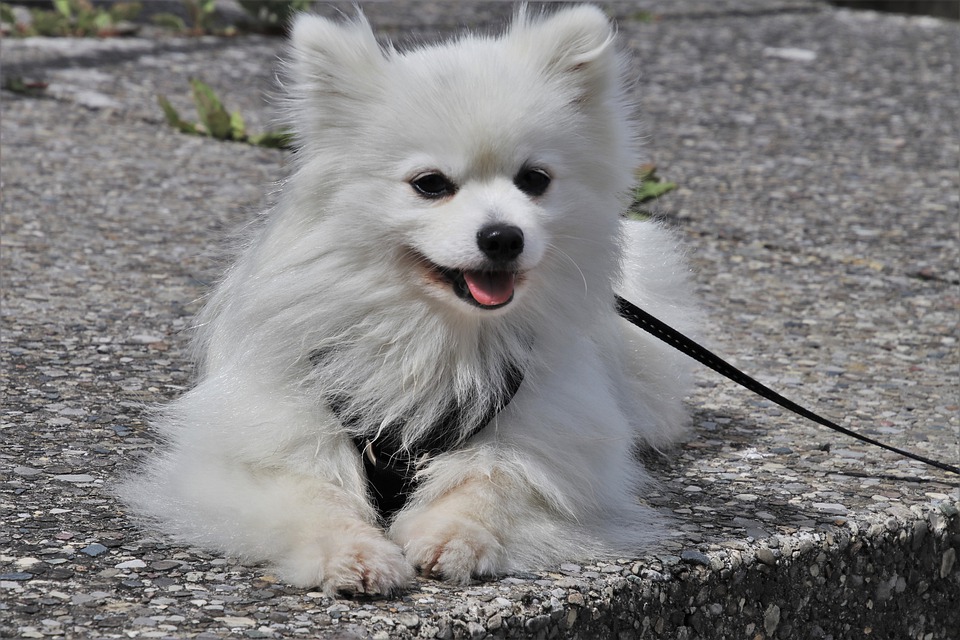 Come acclimatare un cane in casa usando il guinzaglio