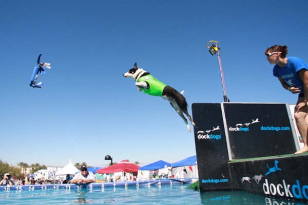 dock diving