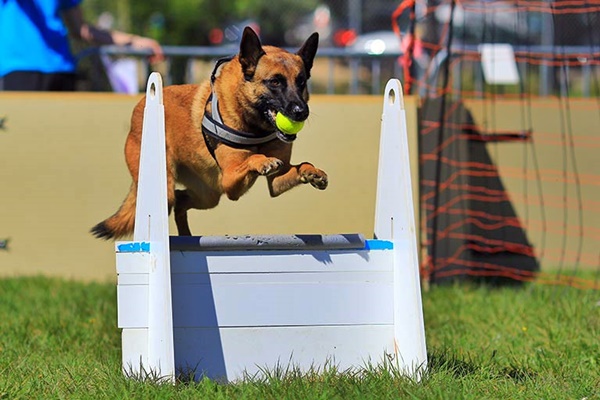 flyball