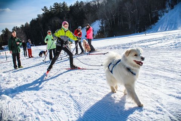 skijoring