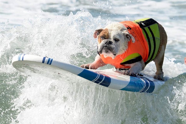 dog surf