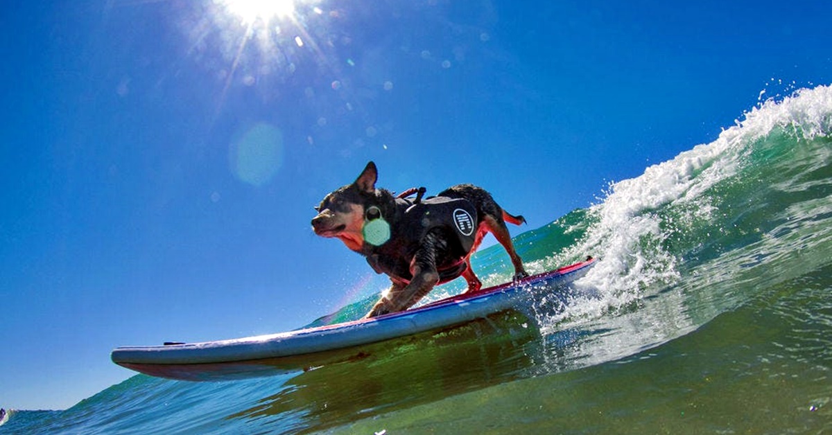 Sport estremi per cani: 8 attività per i quattro zampe più sprint