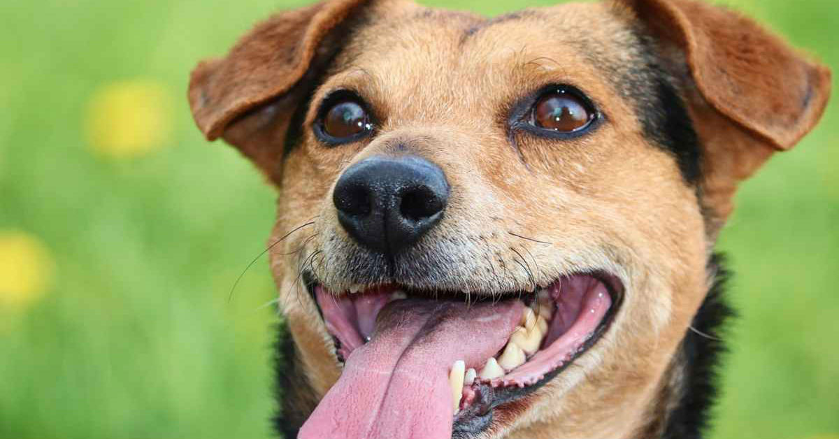 I cani possono essere euforici?