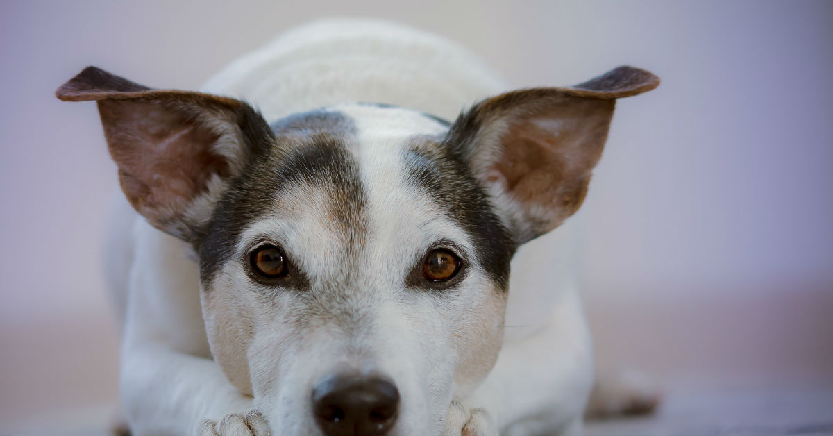 Ronaxan per cani: cos’è, come funziona e quando si usa