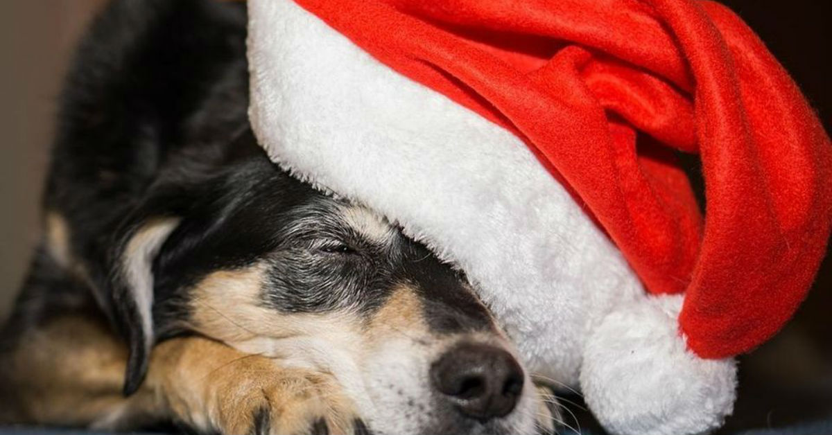 Come eliminare lo stress del cane a Natale: tutti i consigli