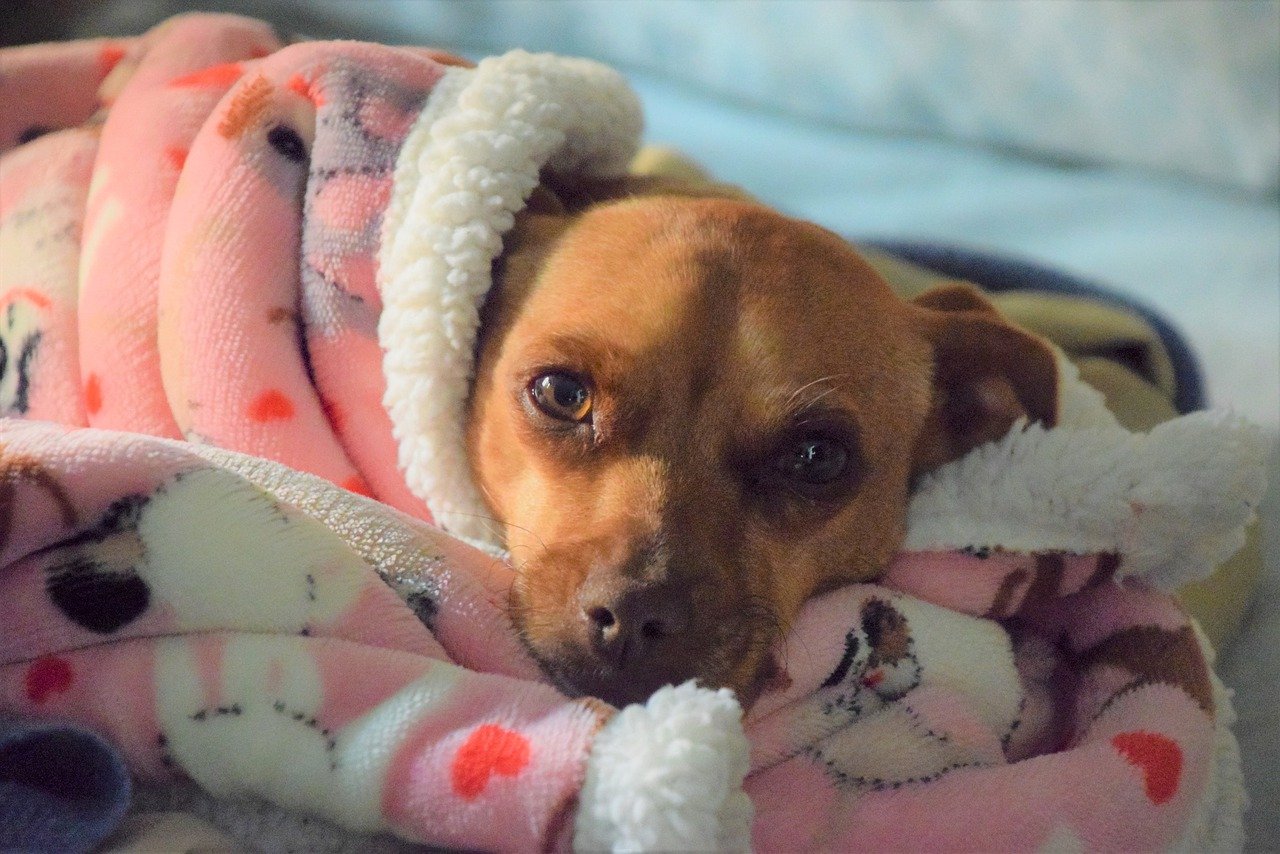 cagnolino sguardo triste