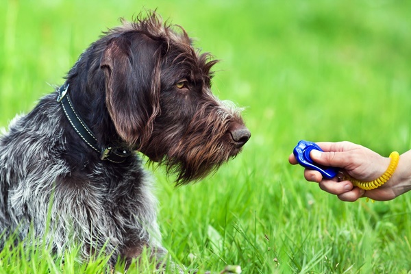 clicker per il cane